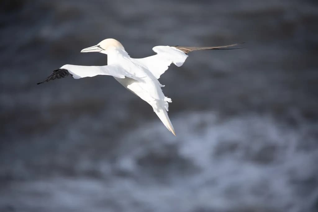 Gannet Soaring