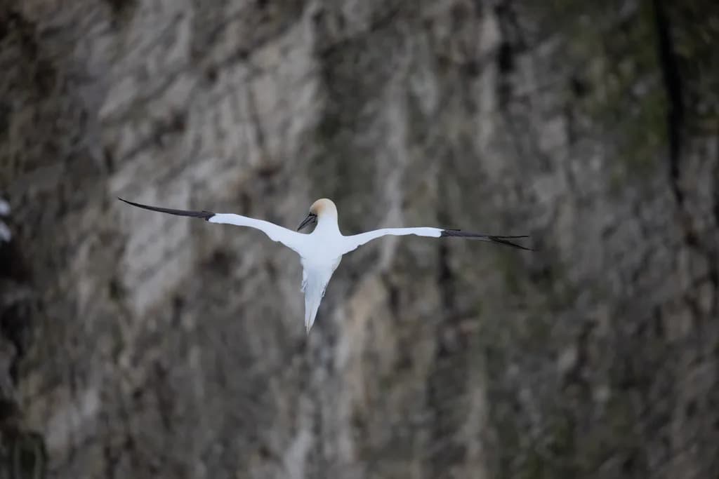 Gannet in Flight