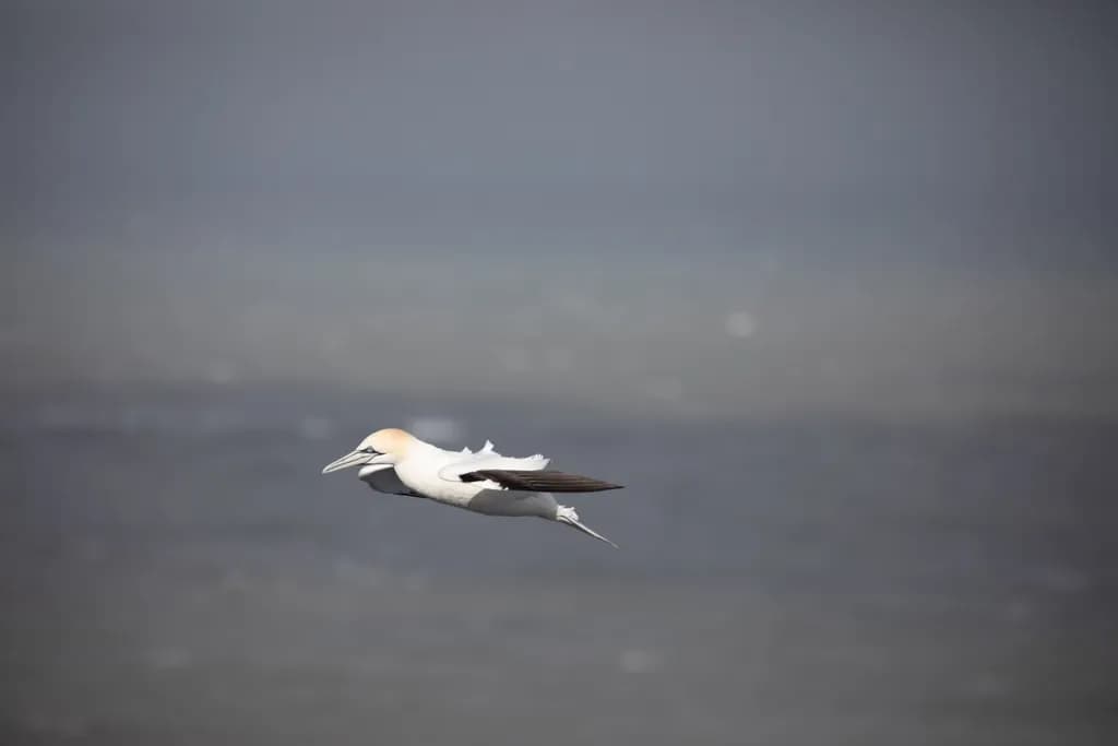 Gannet Soaring