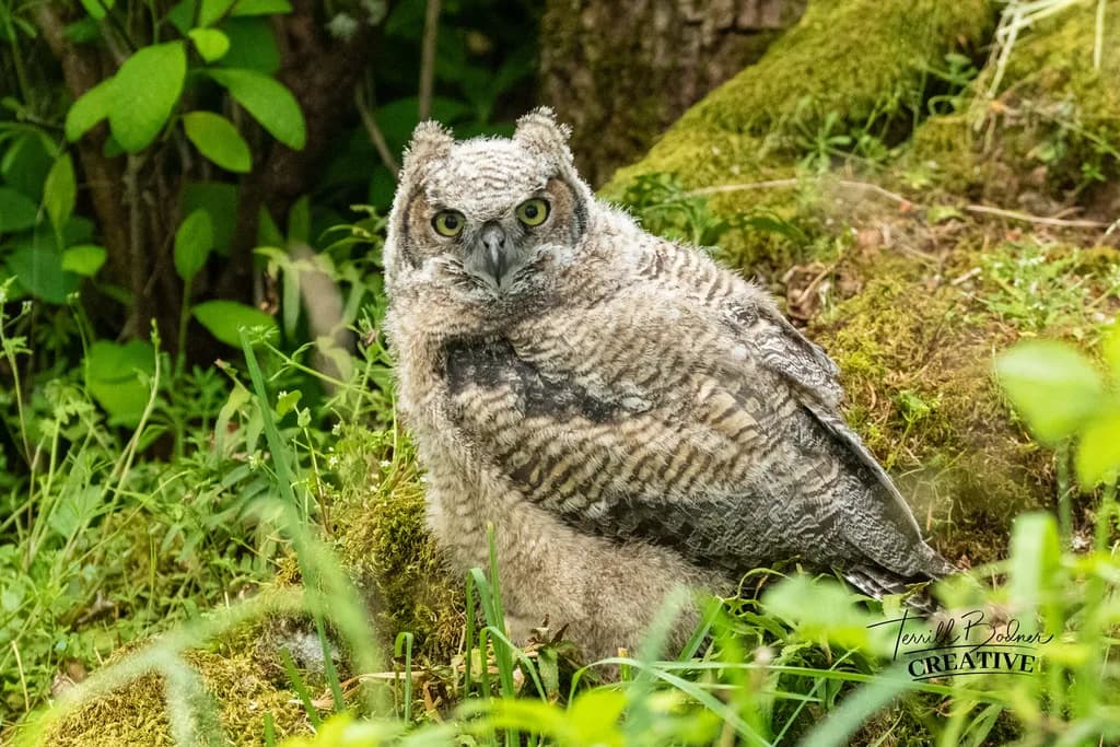 Layritz Park Great Horned Owl