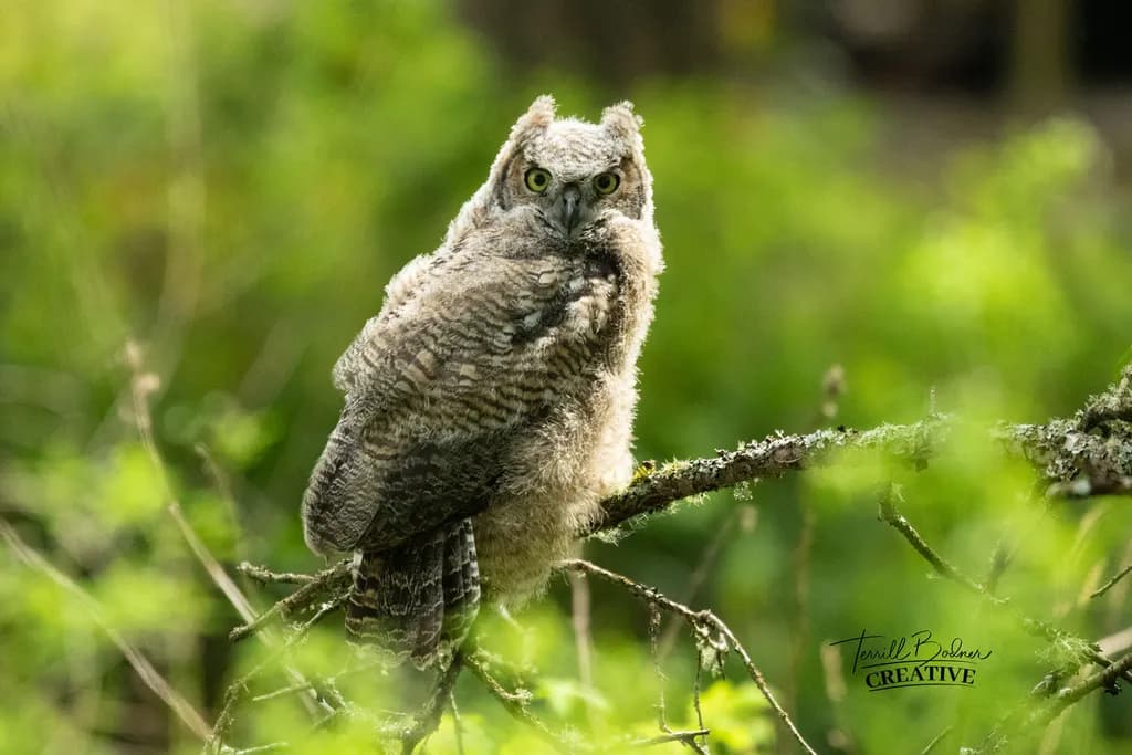 Layritz Park Great Horned Owl