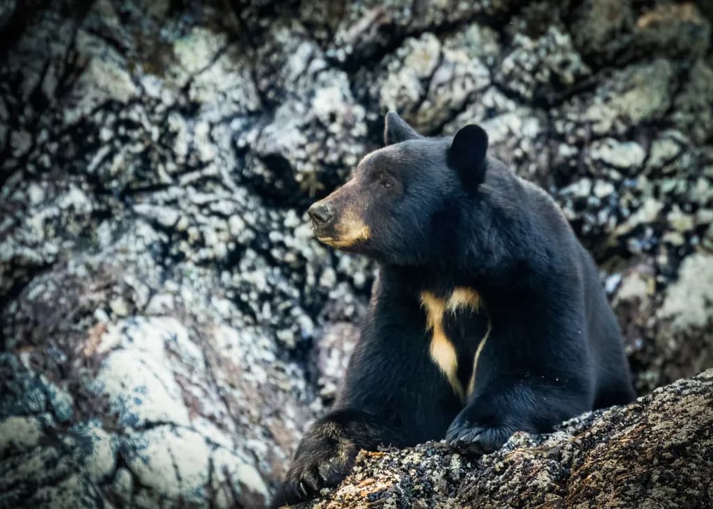 Black Bear Reflection
