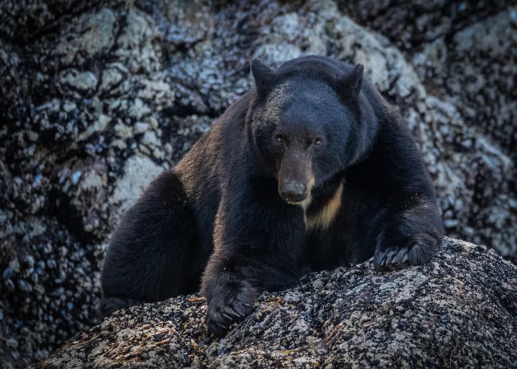 Black Bear on Rocks