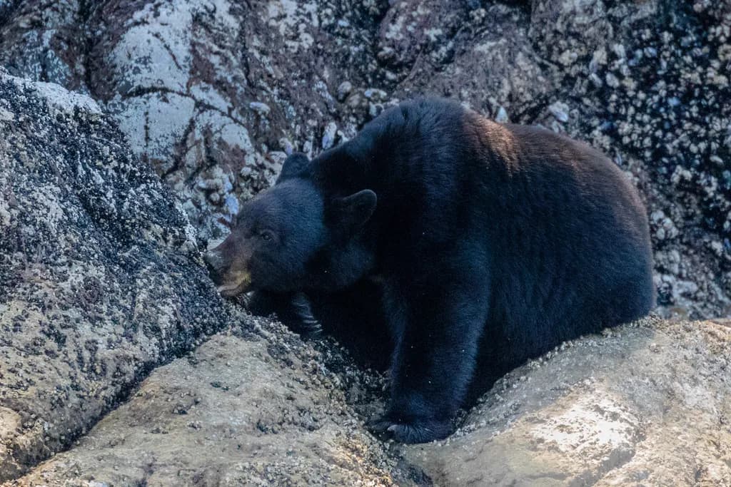 Black Bear Resting on Rocks