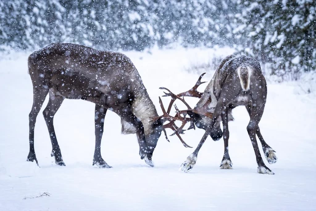 Caribou Winter Battle