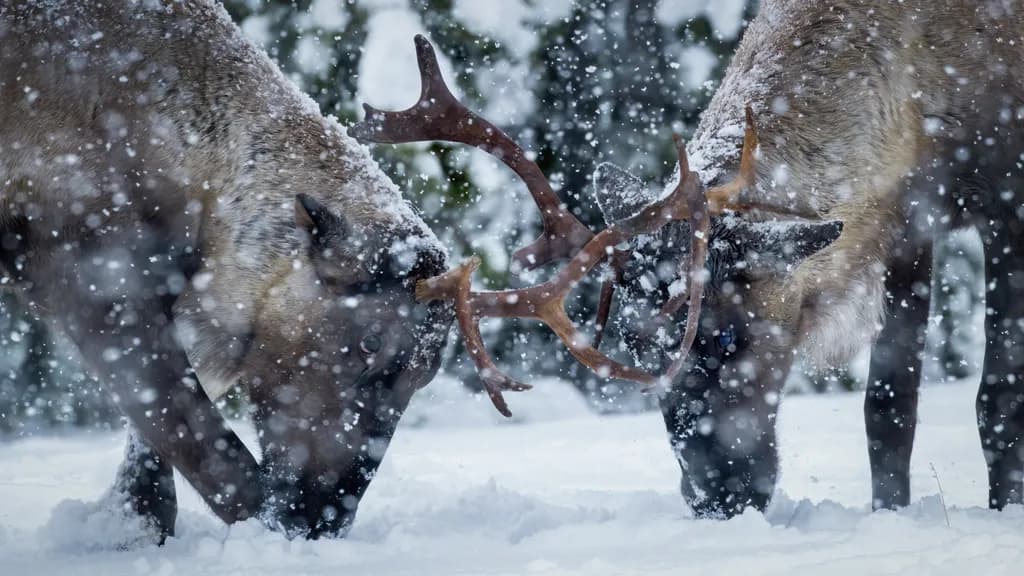 Caribou Winter Clash