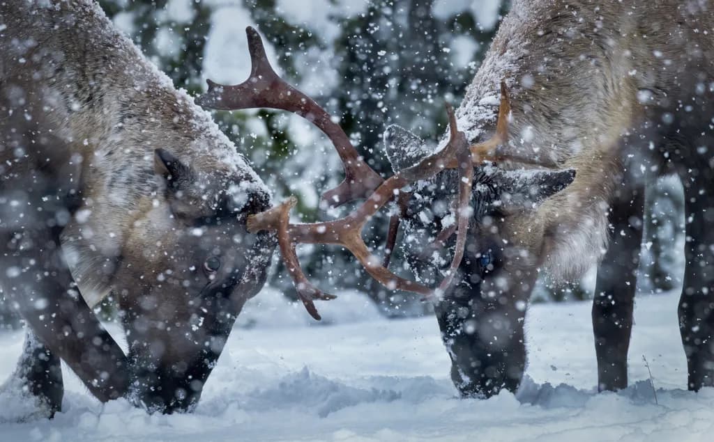 Caribou Clash in Snow