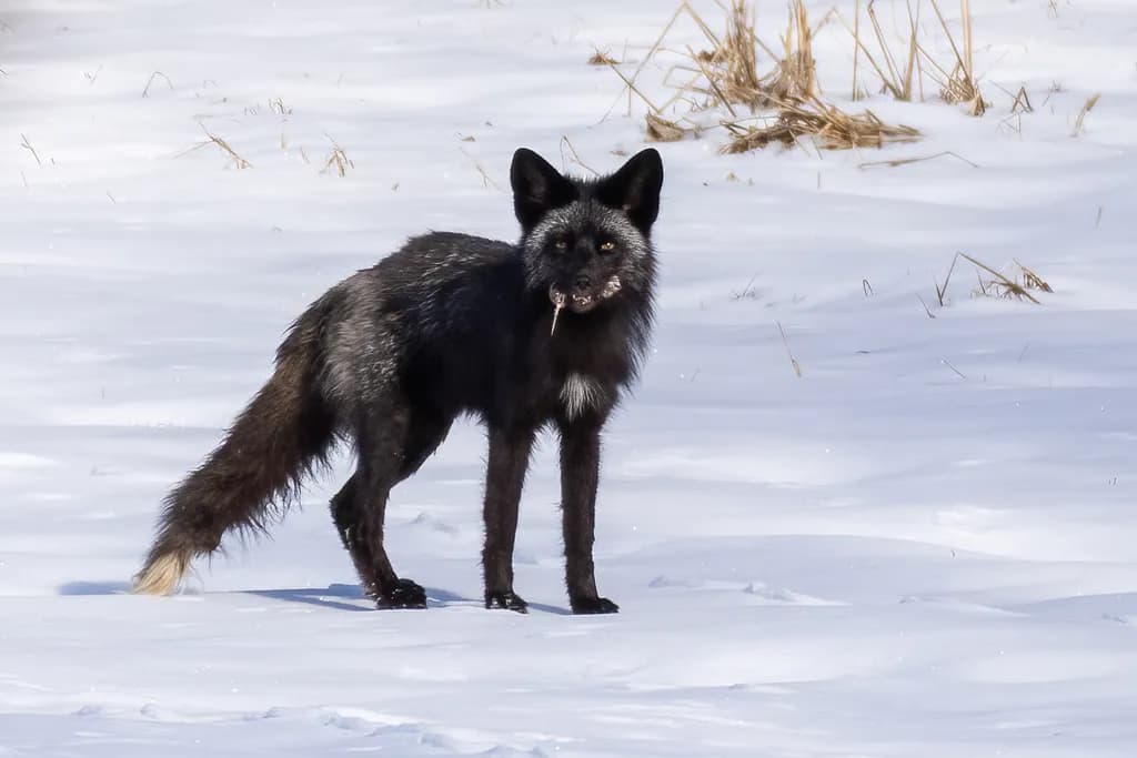 Silver Fox in Snow