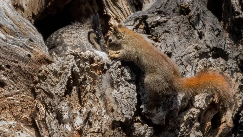 Owl and Squirrel Encounter