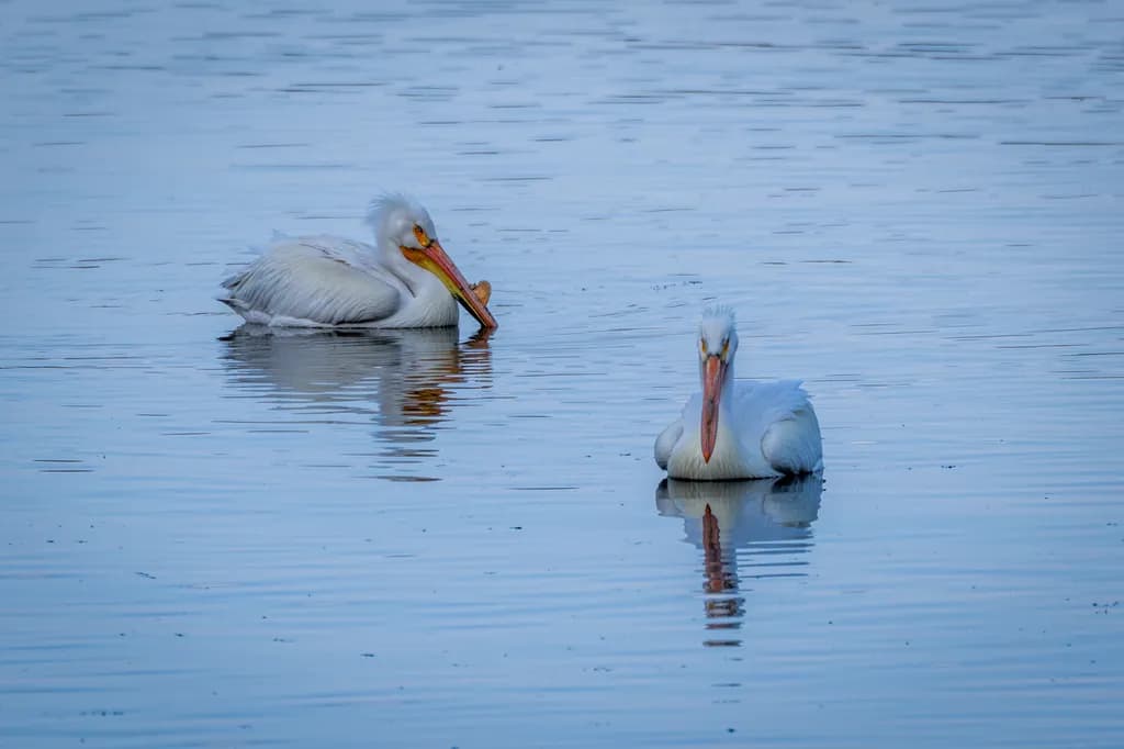 Ouchie Lake Pelicans