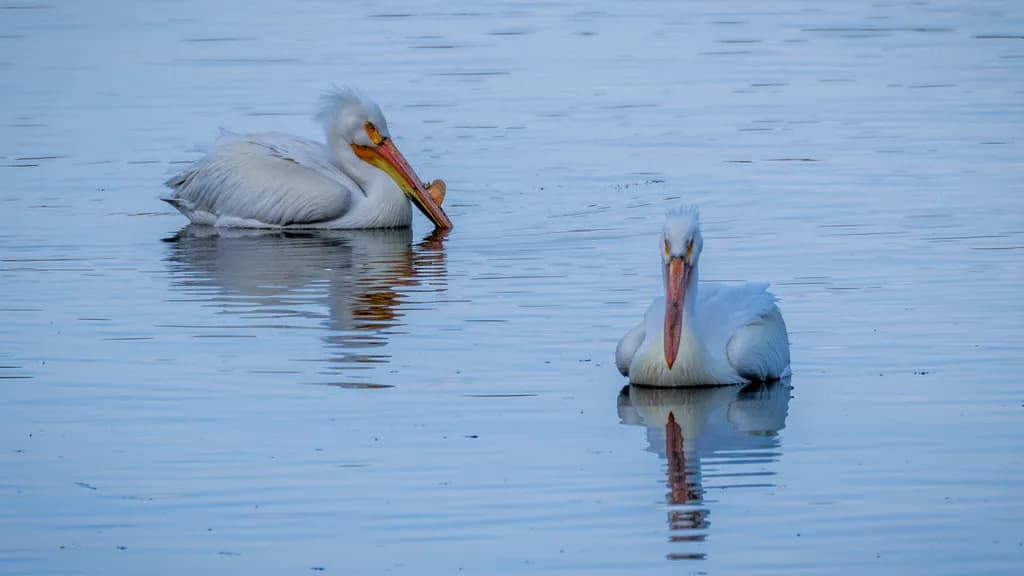 Ouchie Lake Pelicans
