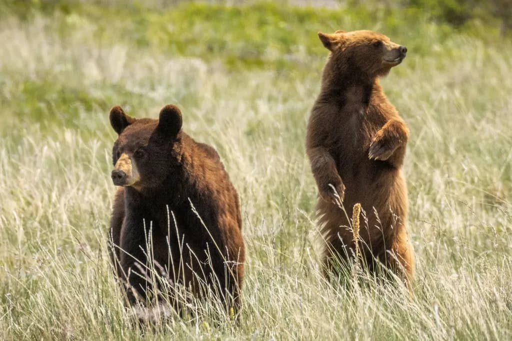Red Rock Canyon Bears