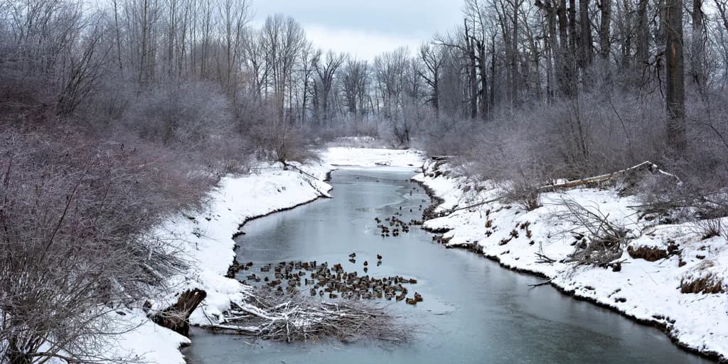 Duck Haven Winter