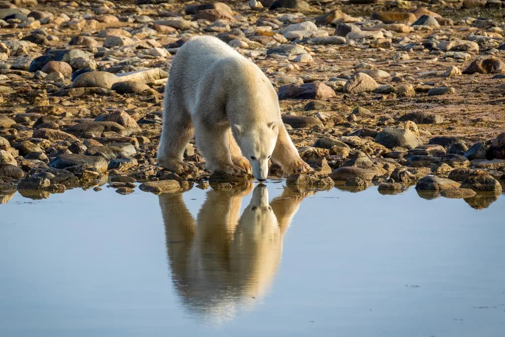 Whimsical Reflections: A Polar Bear's Moment by the Water's Edge