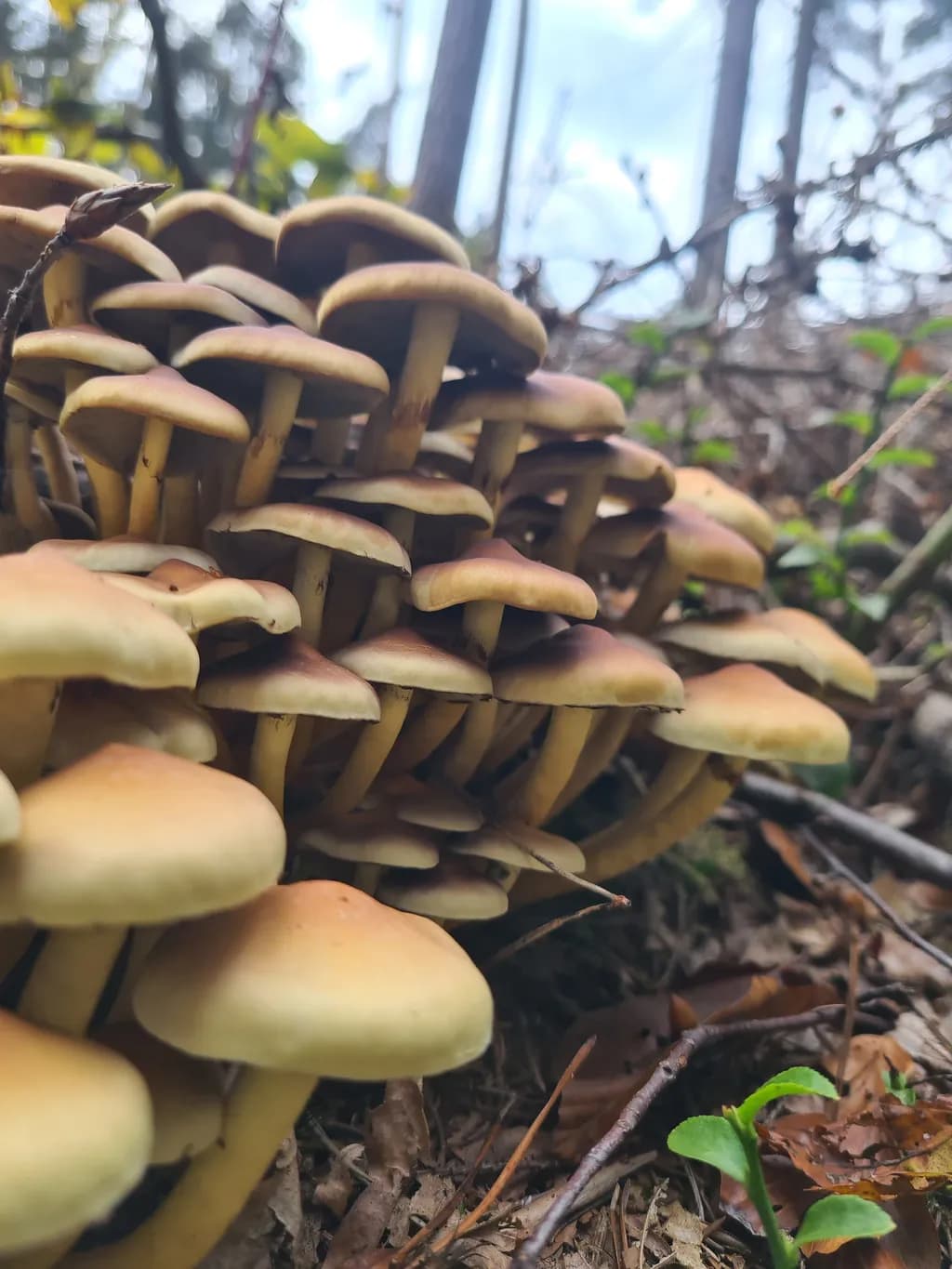 Whispers of the Forest: A Symphony of Mushrooms and Nature's Embrace