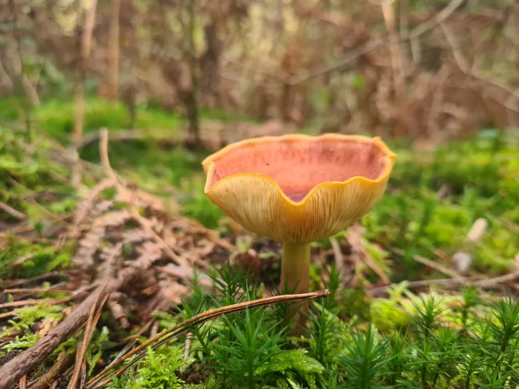 Whispers of the Forest: A Vibrant Mushroom in Nature's Embrace