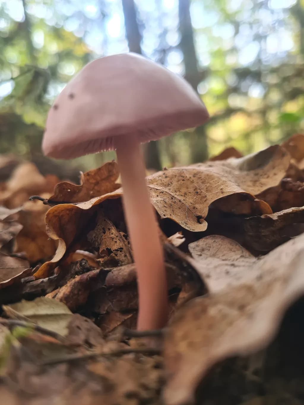 Whispers of the Forest: A Delicate Pink Mushroom Amidst Autumn Leaves