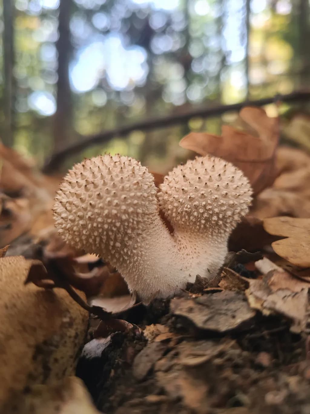 Whispers of the Forest: A Textured Encounter with Nature's Mushrooms