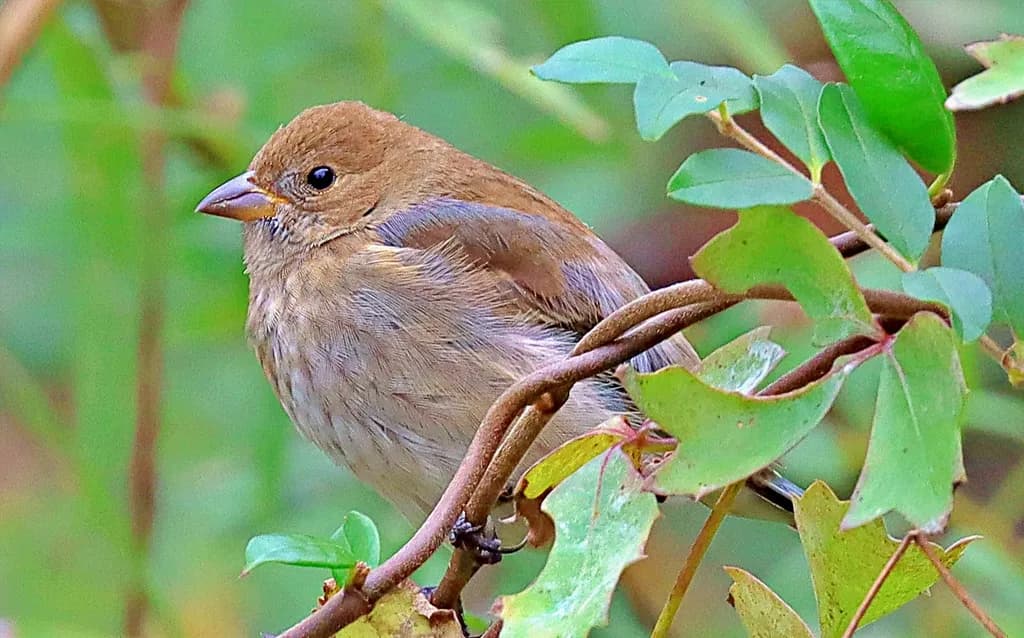 Whispers of Nature: A Serene Bird Perched Amongst Lush Greenery