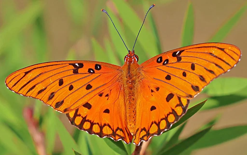 Vibrant Monarch: A Dance of Orange and Black in Nature's Canvas
