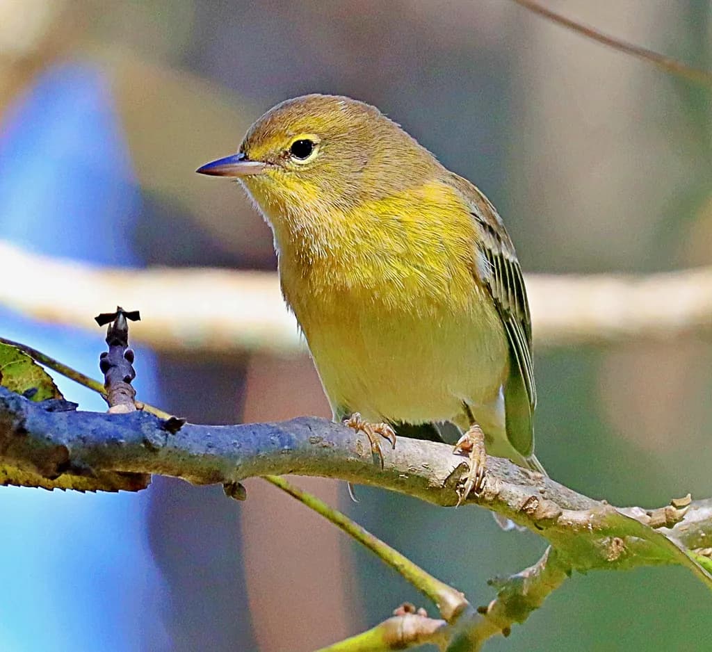 Whispers of Nature: A Serene Yellow Warbler Perched in Tranquility