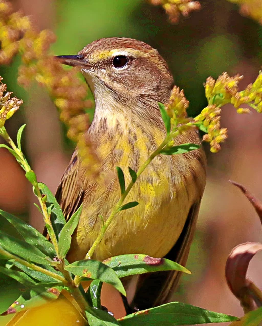 Whispers of Nature: A Serene Yellow Bird Amidst Blossoming Greens