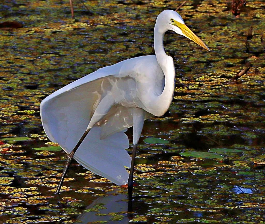Graceful Elegance: A Great Egret in Tranquil Waters