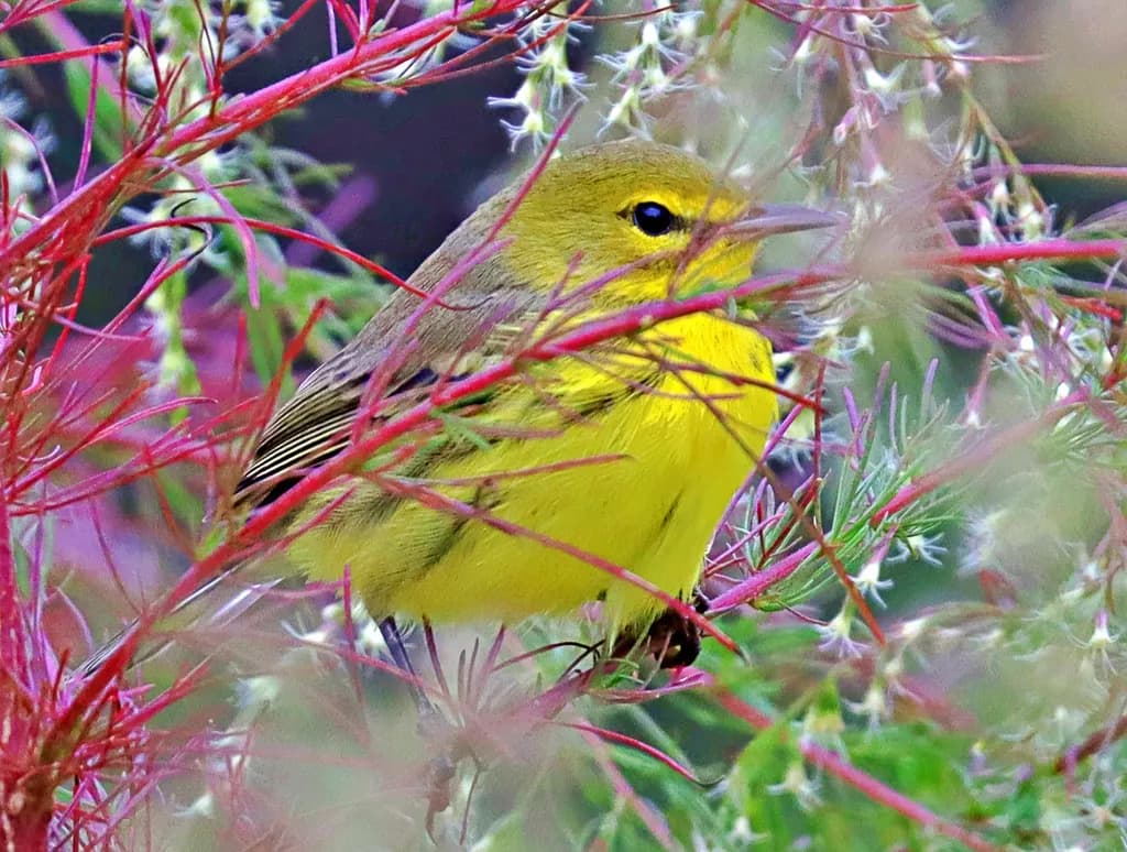 Whispers of Nature: A Vibrant Yellow Bird Amidst Delicate Blooms
