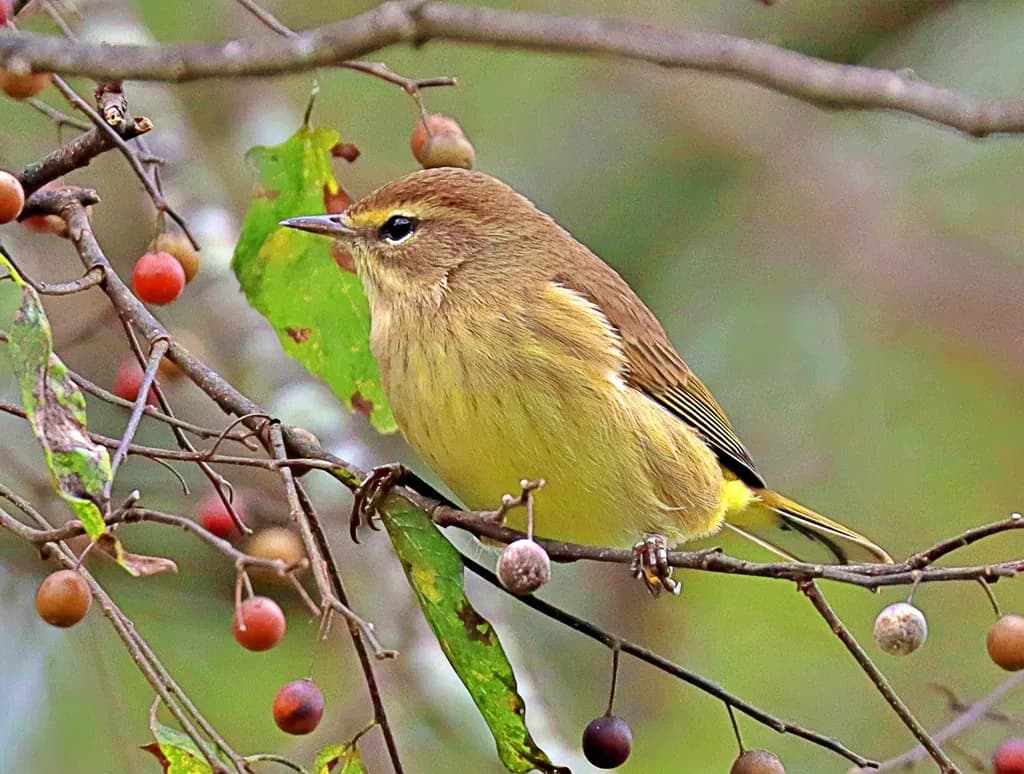 Whispers of Nature: A Bird's Serenade Amongst the Leaves and Fruit