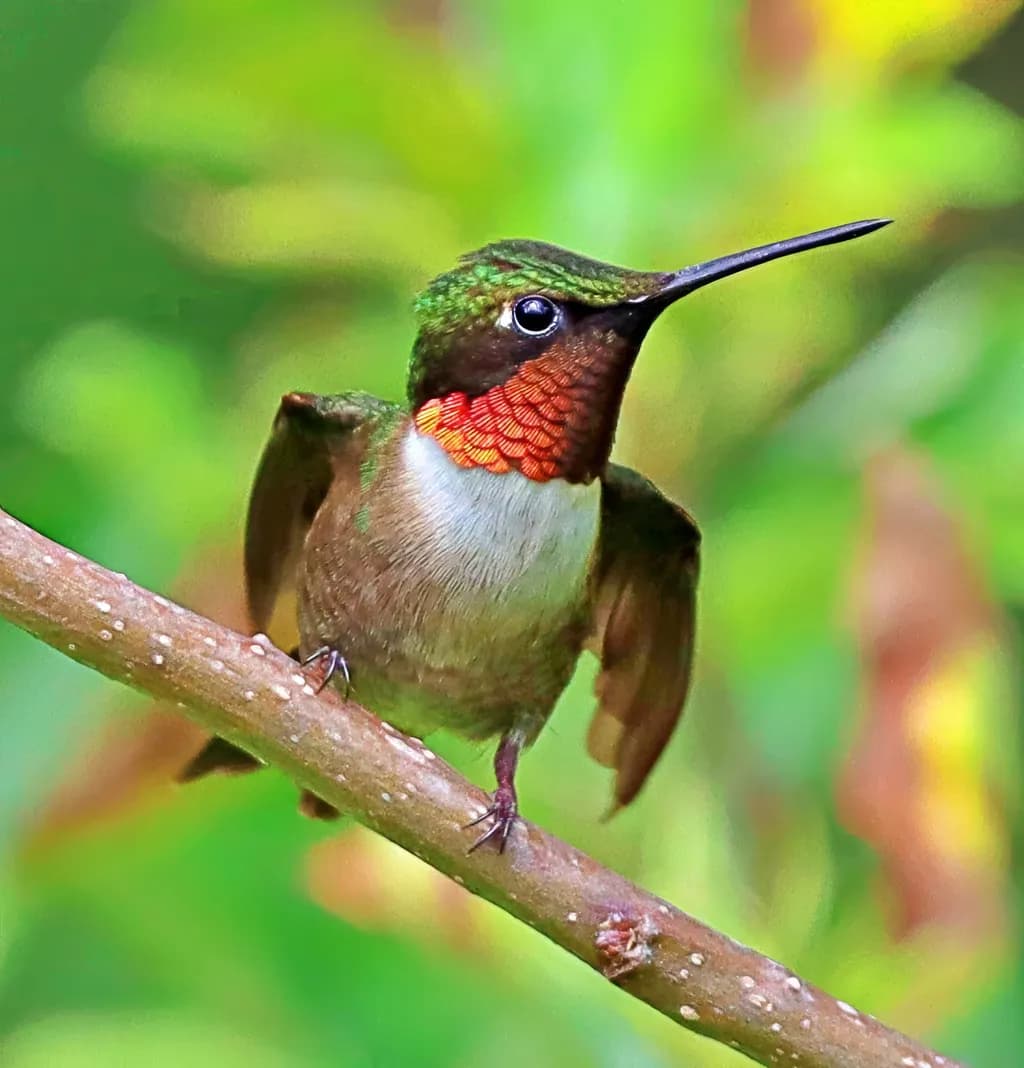 Vibrant Hummingbird: Nature's Jewel in Flight