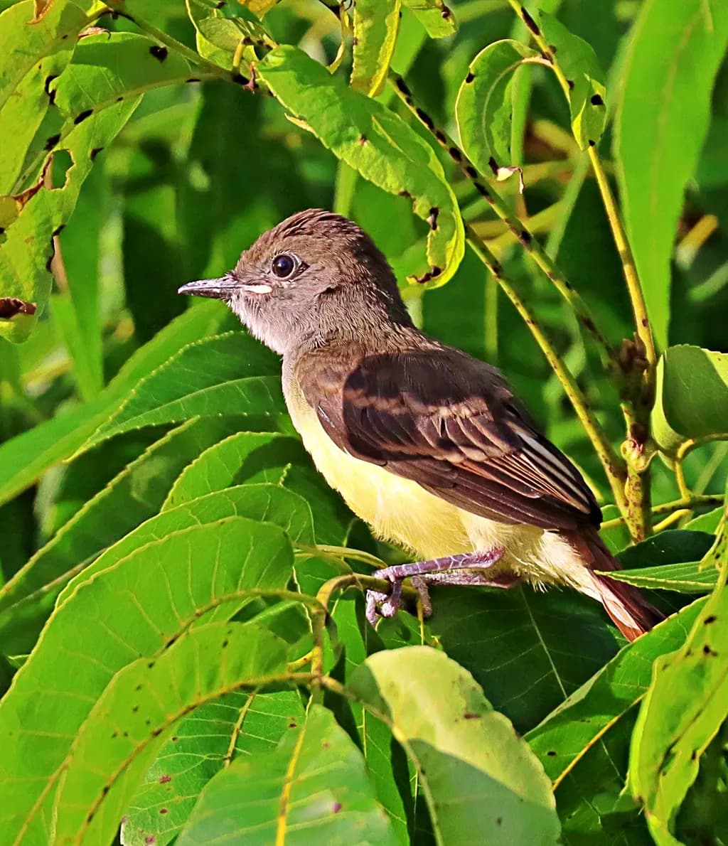 Whispers of Nature: A Serene Moment with a Feathered Friend Amidst Lush Greenery