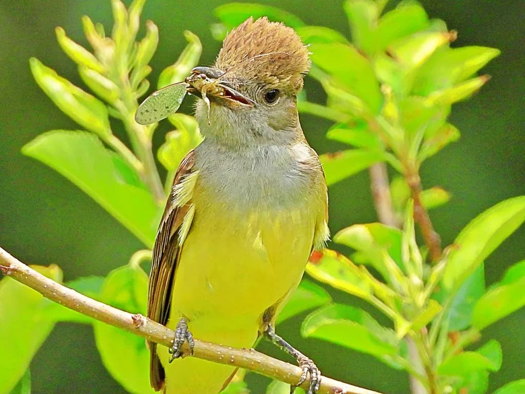 Whimsical Encounter: A Bird's Delightful Snack in Nature's Embrace