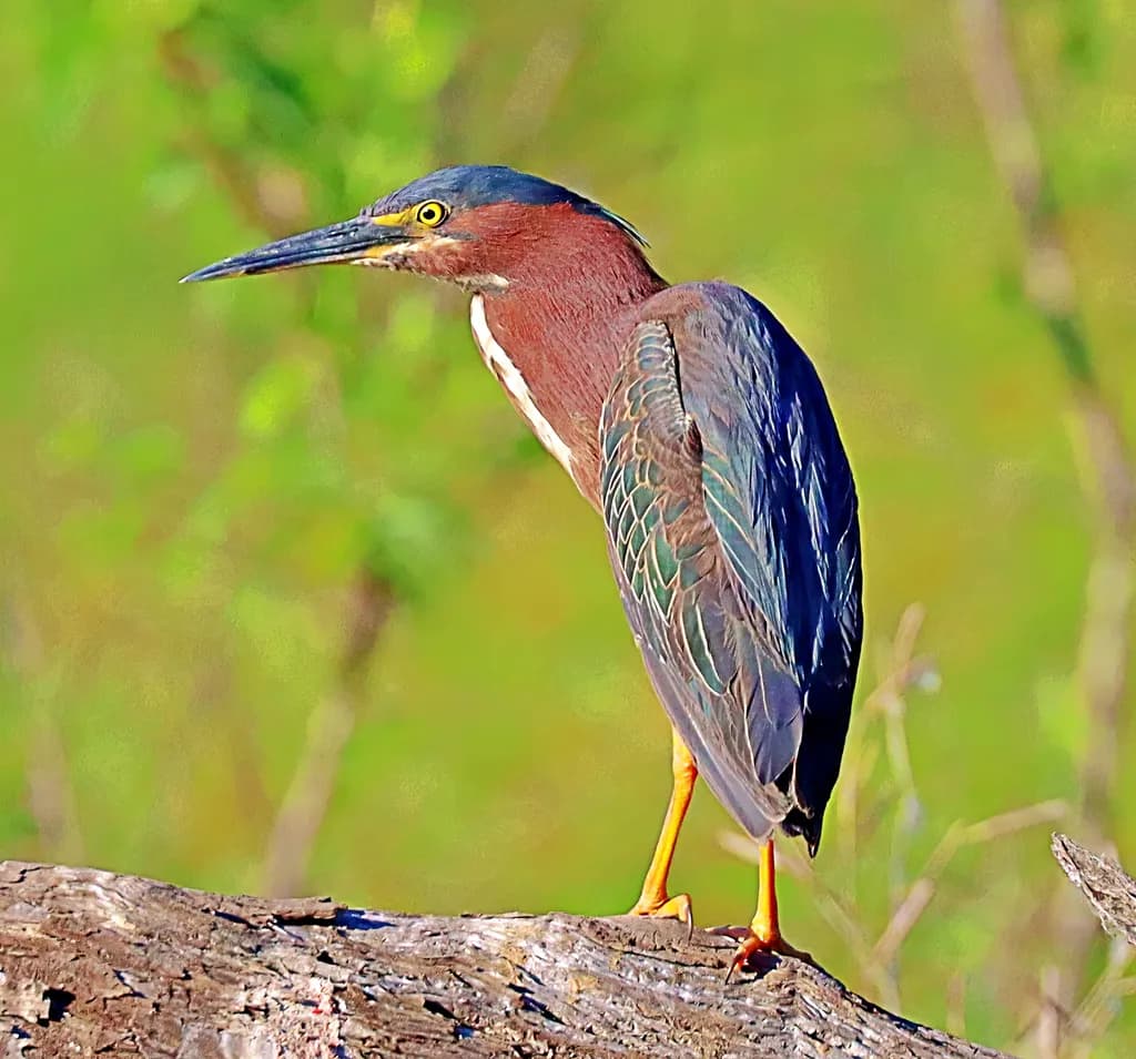 Majestic Green Heron: A Portrait of Nature's Elegance