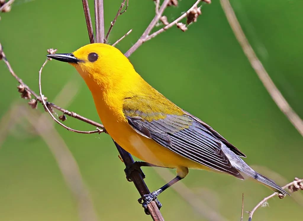 Prothonotary warbler 
