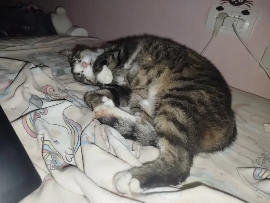 Cozy Dreams: A Striped Cat's Serene Slumber on a Soft Blanket