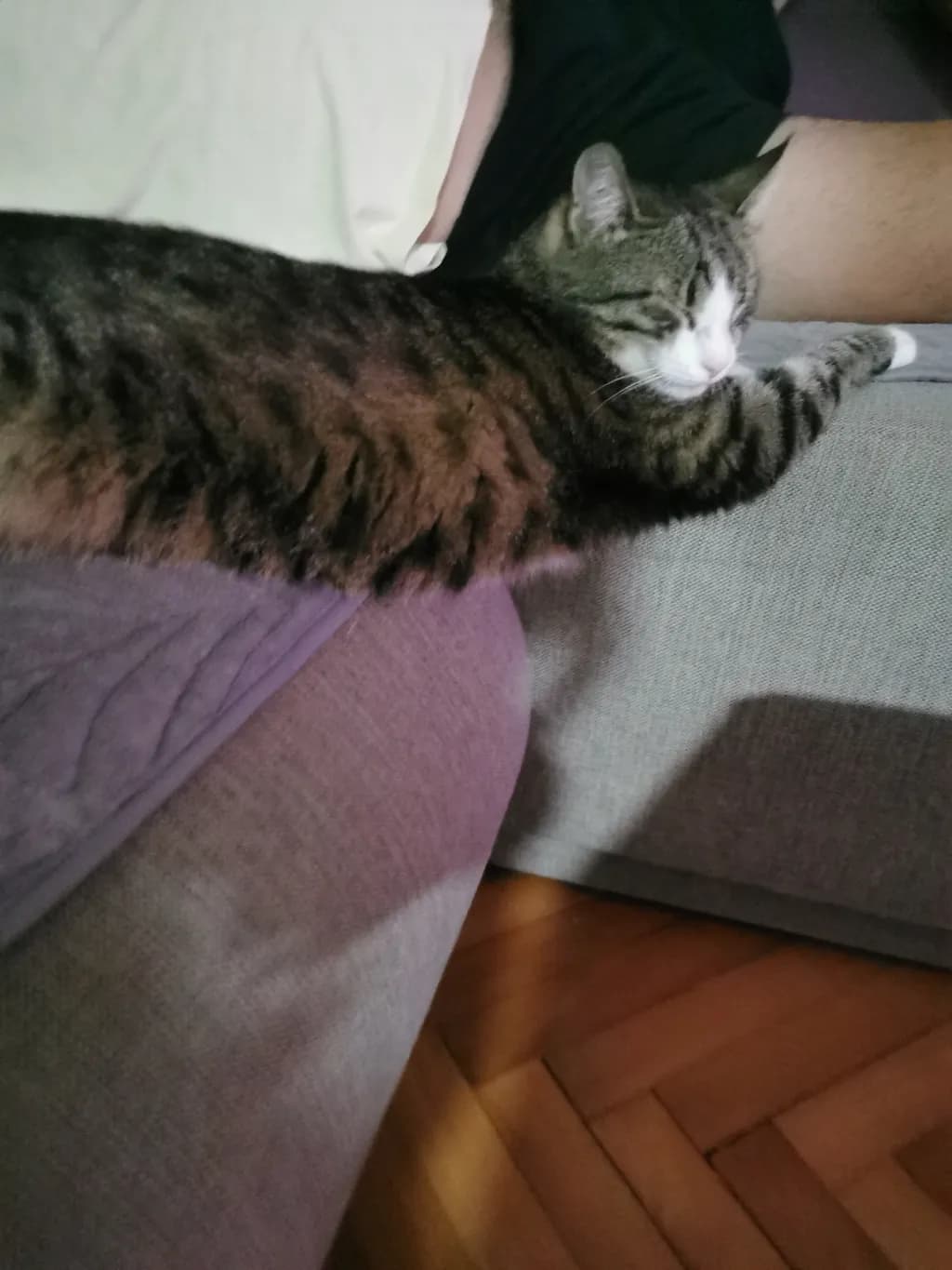 Whiskered Serenity: A Cozy Cat's Embrace on the Couch