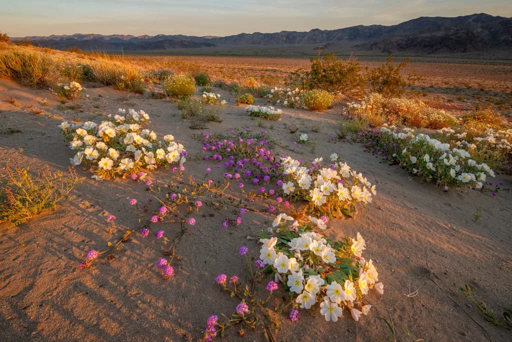 Dune Delicate