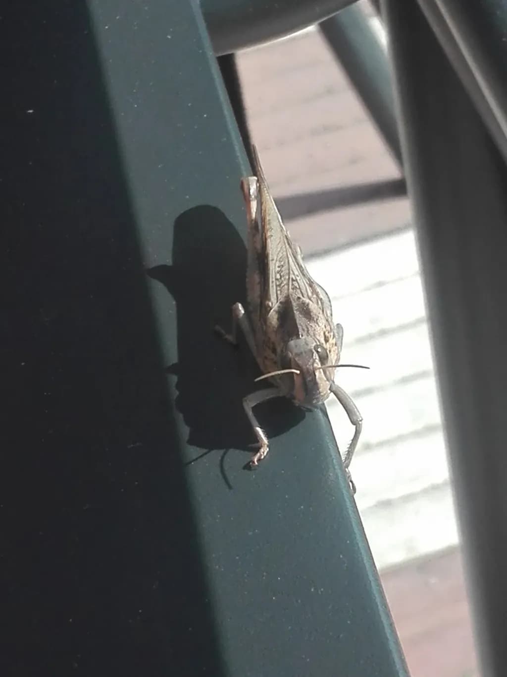 Whispers of Nature: A Macro Study of a Grasshopper in Shadow