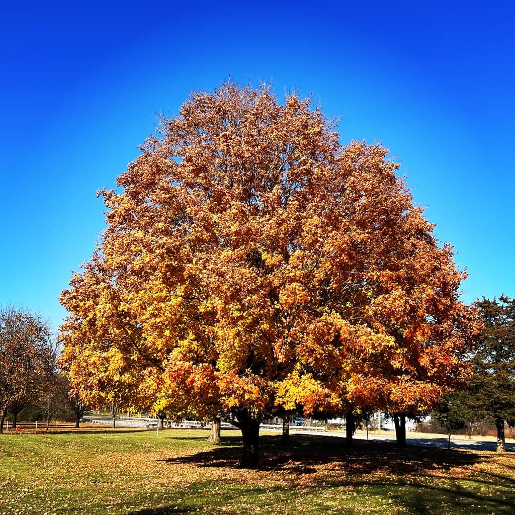 Autumn Canopy