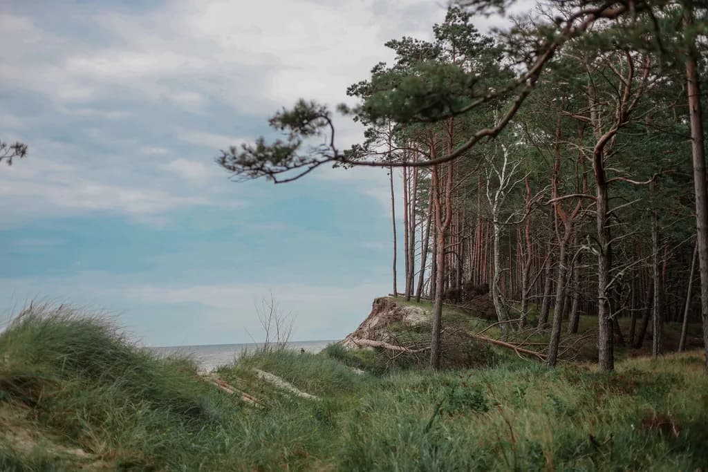 Whispers of the Shoreline: A Serene Forest Meets the Sea