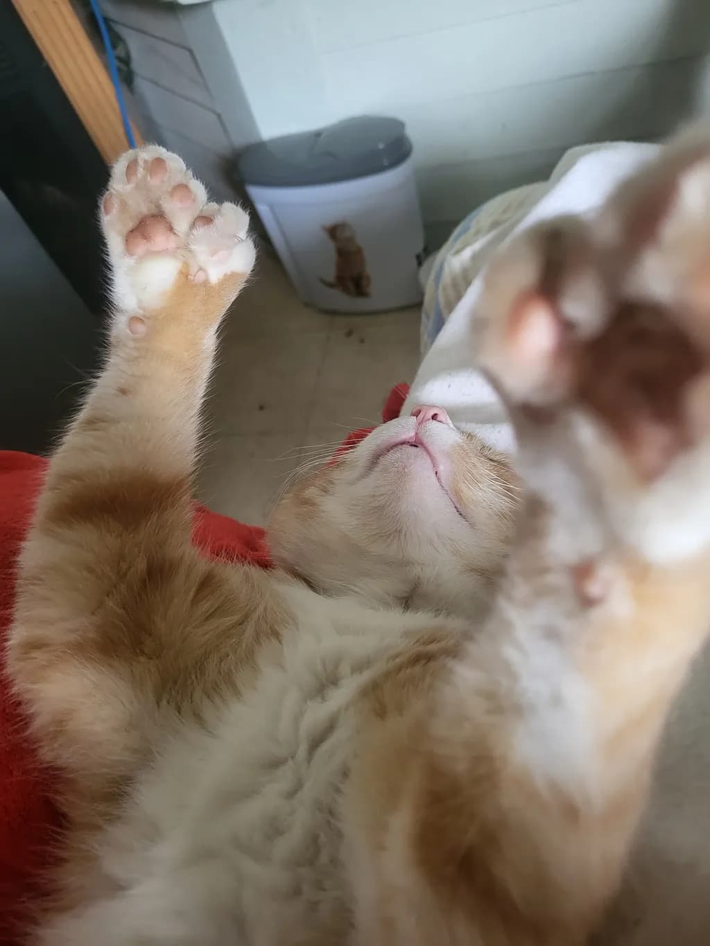 Whiskers of Curiosity: A Playful Cat's Relaxation Moment