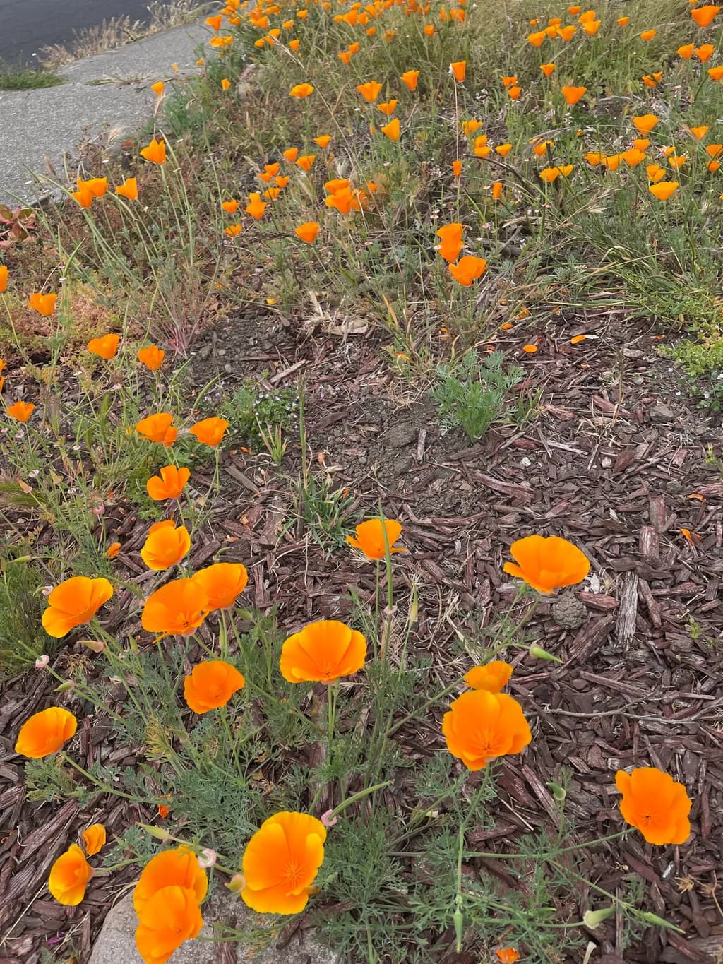 California Poppy Bloom