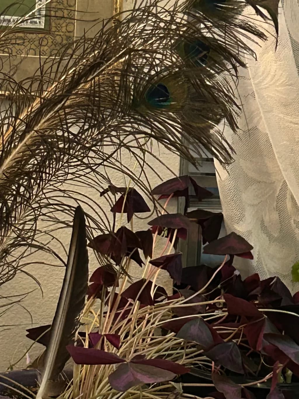 Indoor Peacock Feathers