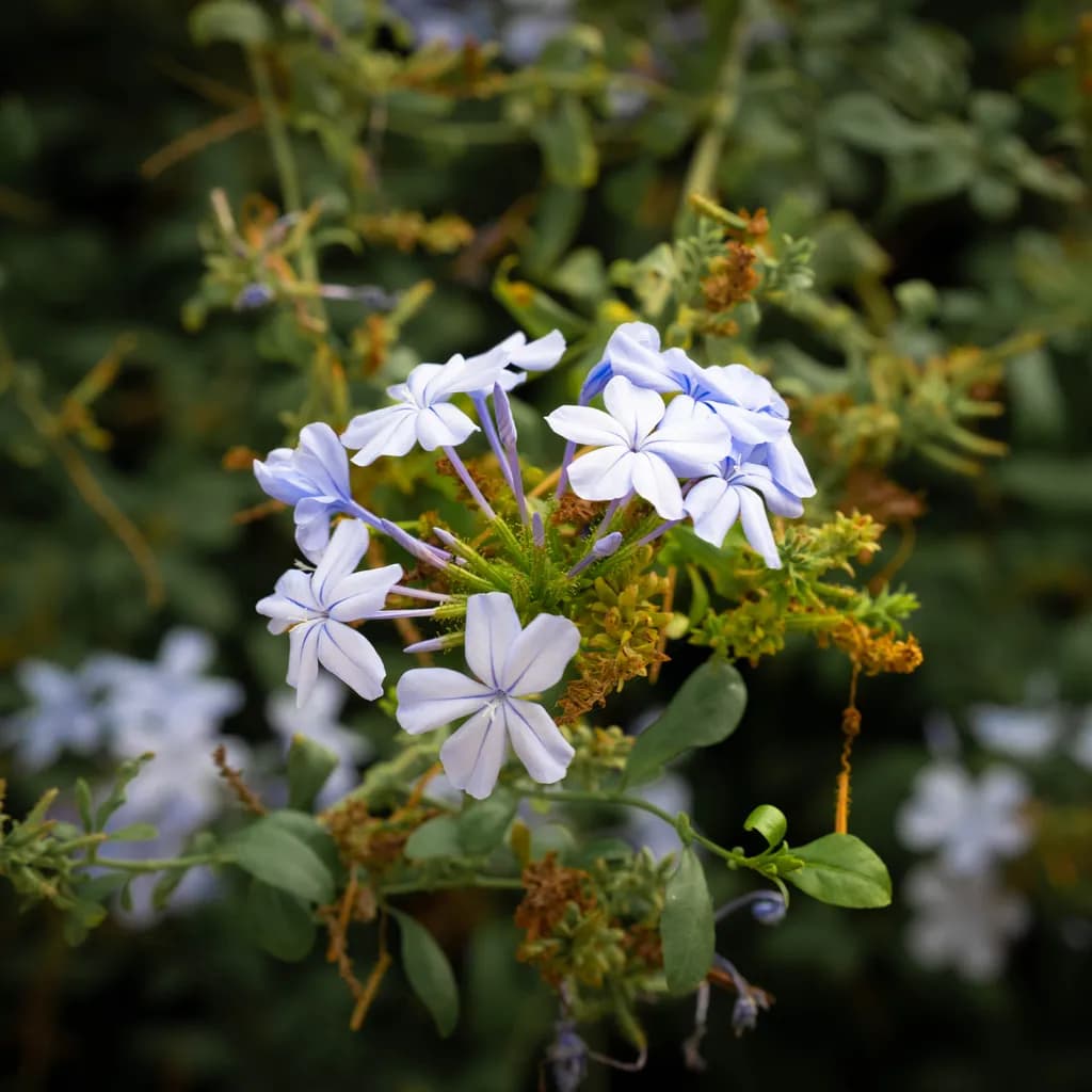 Whispers of Blue: A Delicate Floral Dance in Nature's Embrace