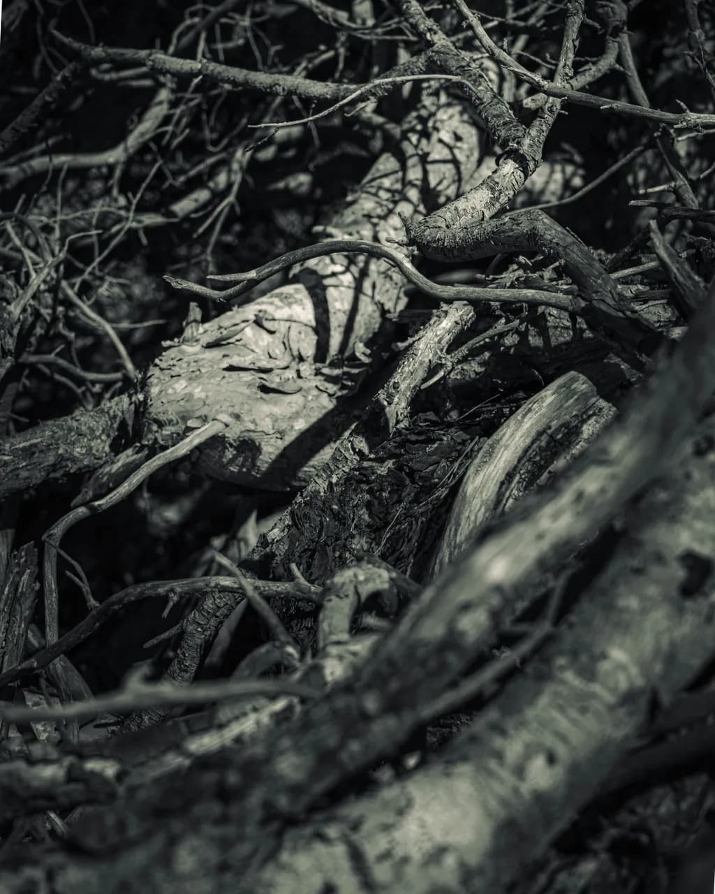 Whispers of Nature: A Monochrome Dance of Twigs and Branches