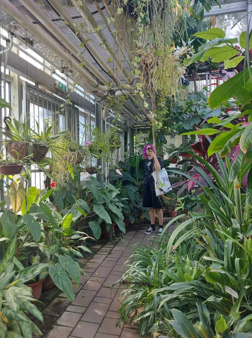 Whispers of Green: A Serene Journey Through the Lush Greenhouse Oasis