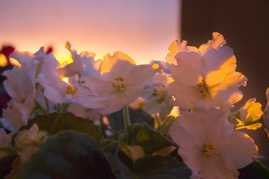 Sunlit Blooms
