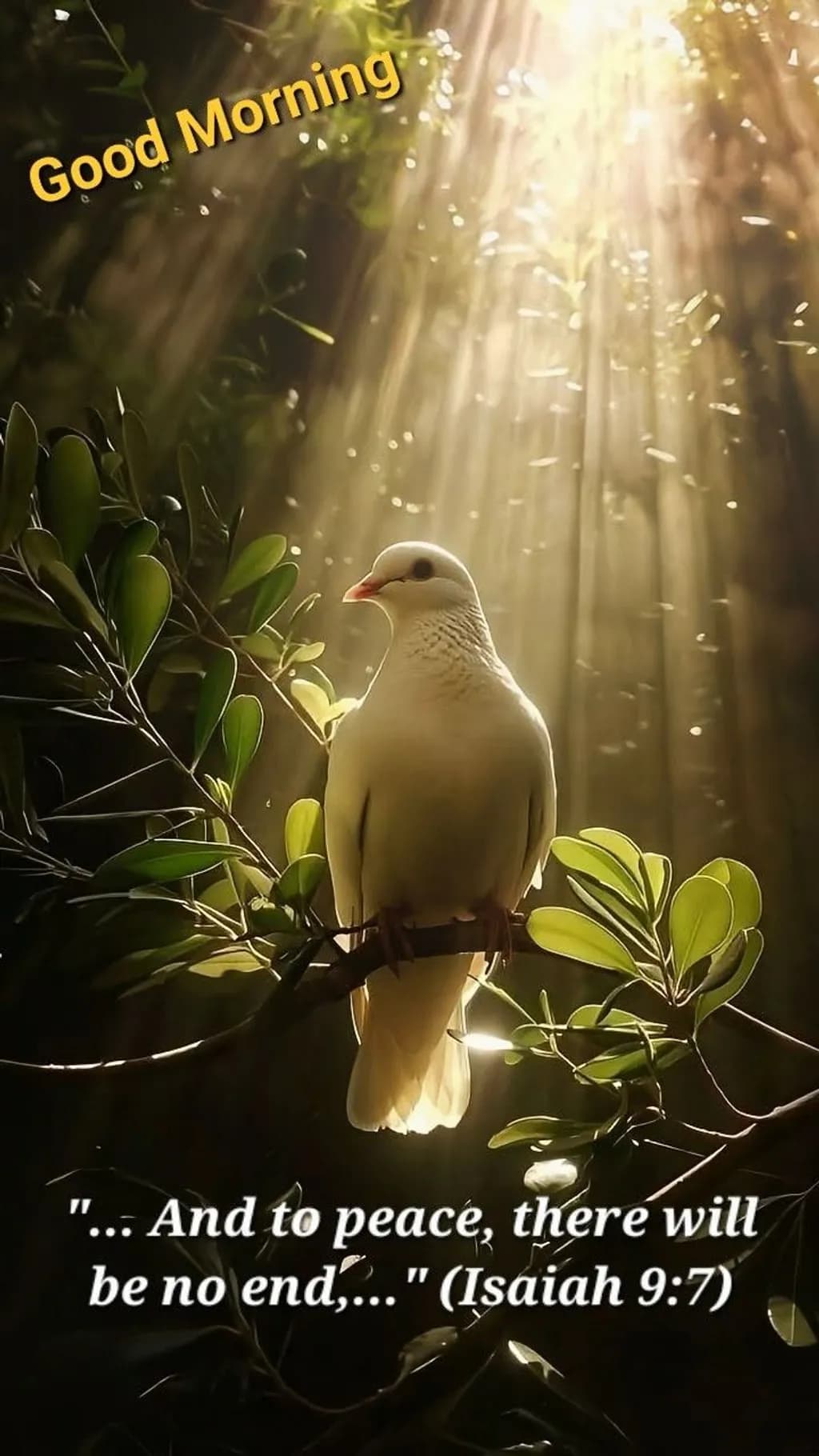 Morning Dove Serenity