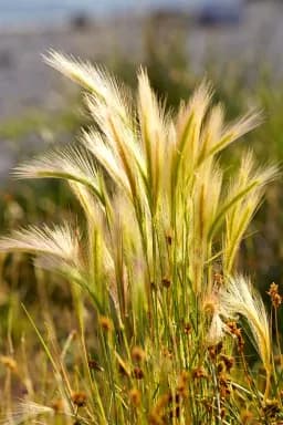 Grasses on East Lake