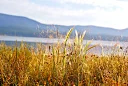 Grassy Knoll on East Lake
